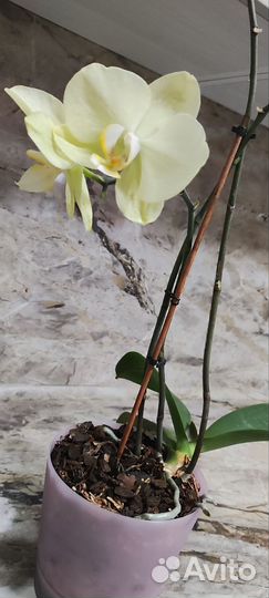 Орхидея фаленопсис