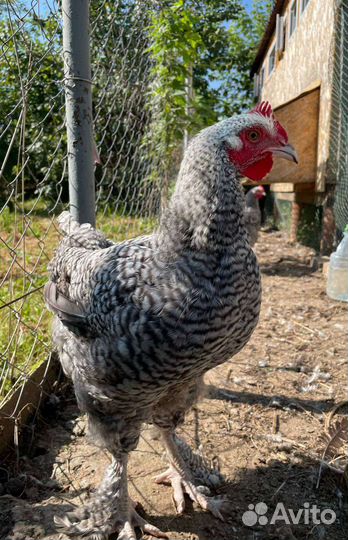 Куры цыплята