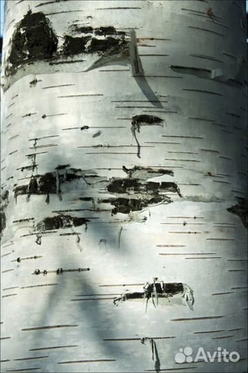 Березовая кора