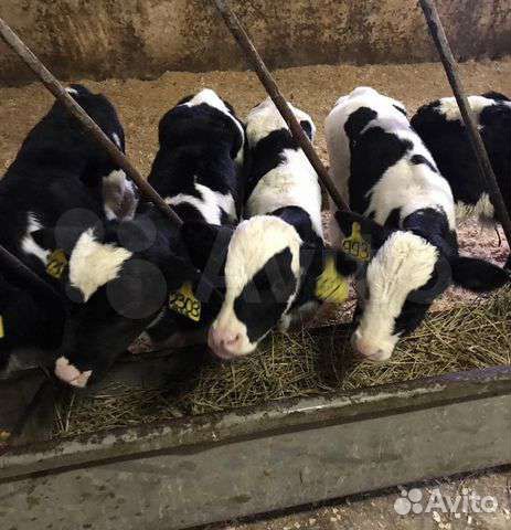 Телята на откорм