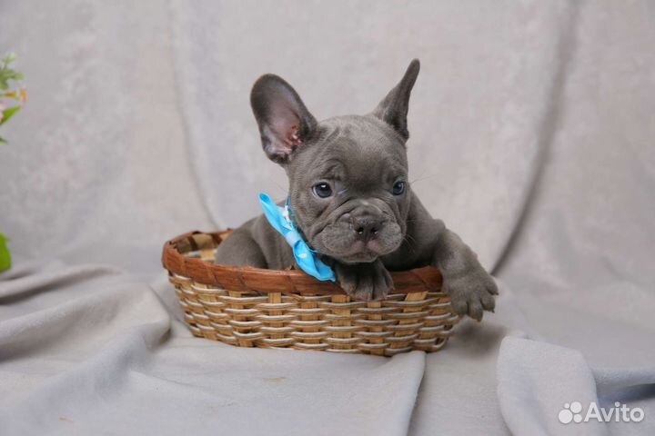 Голубые Френчики с изабеловым геном