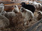 Овцы бараны ягнята козы на развод и мясо
