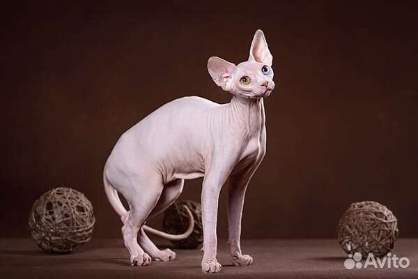 Эльф, Канадский сфинкс