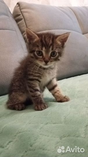 Отдам ласкового общительного котика