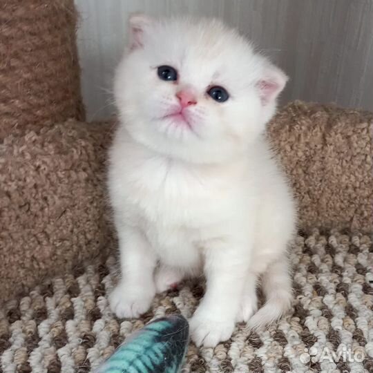 Шотландская