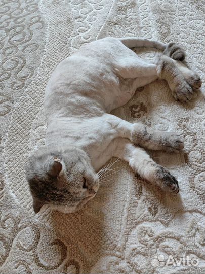 Шотландская кошка