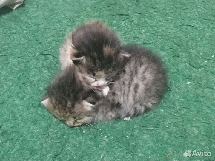 Кошки в добрые руки