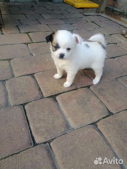 Крошки чихуахуа