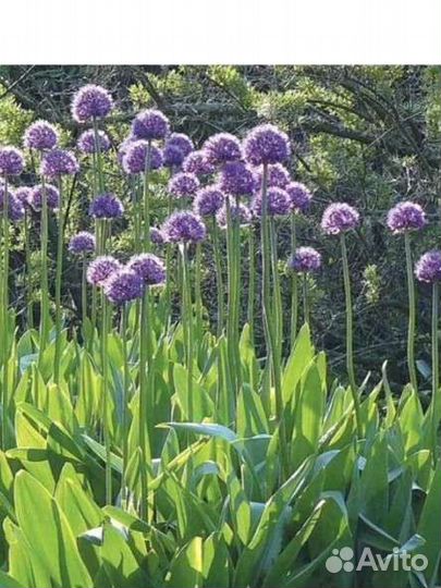 Лук Суворова