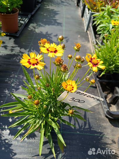 Многолетние растения