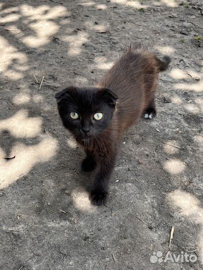 Кошки бесплатно