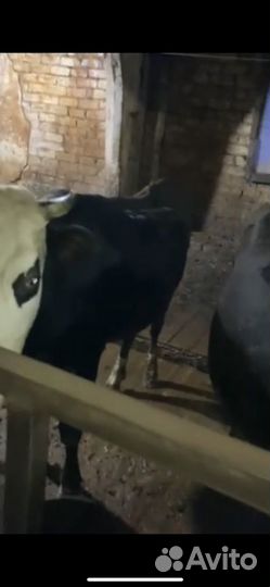 Молочные коровы ярославской породы