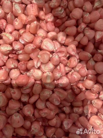 Семена кукурузы