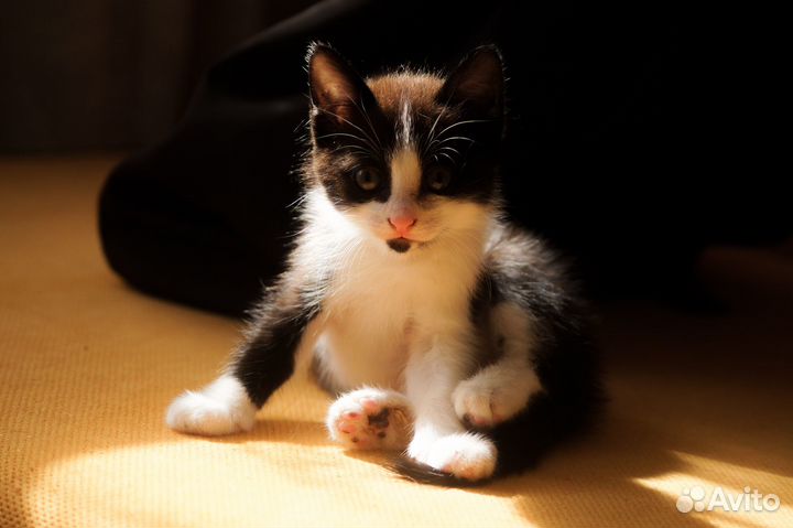 Котенок Кусь