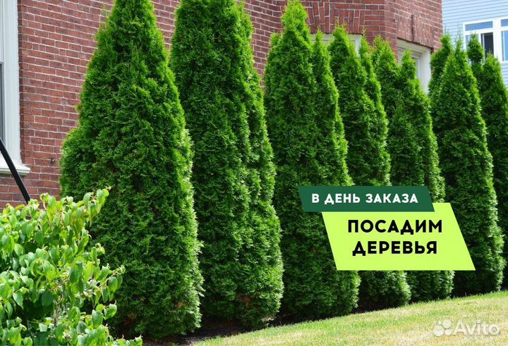 Туи Ростовка большая 6 м