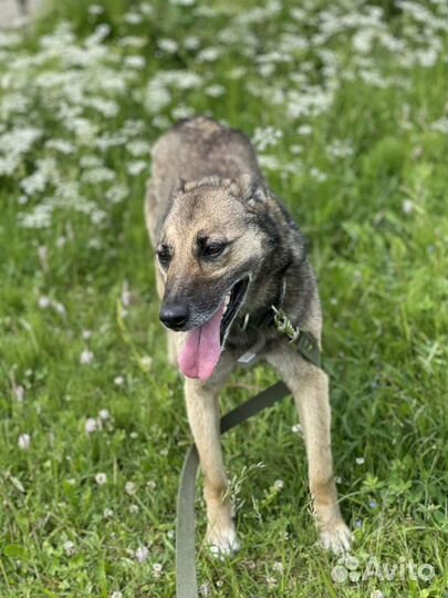 Ласковая девочка