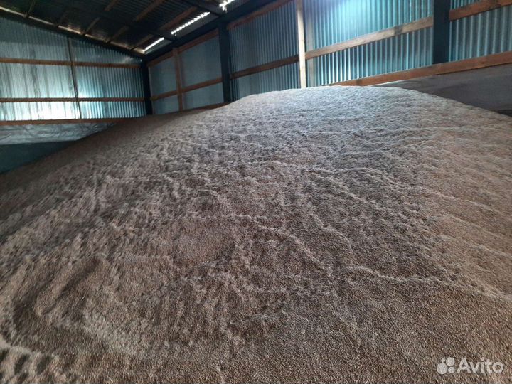 Расторопша Семена расторопши