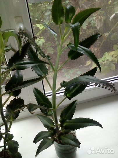 Каланхоэ лечебный