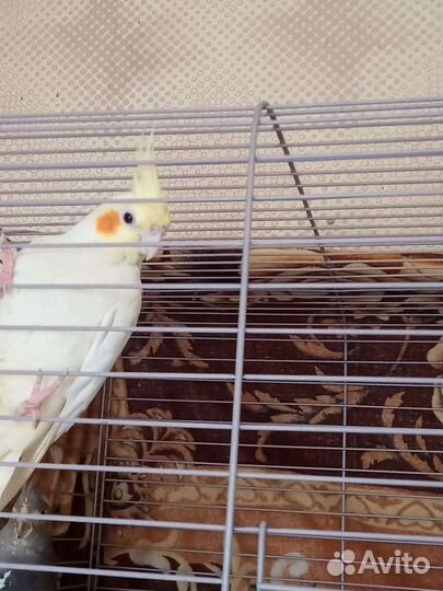 Попугаи корелла