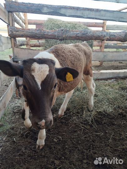 Телята бычки