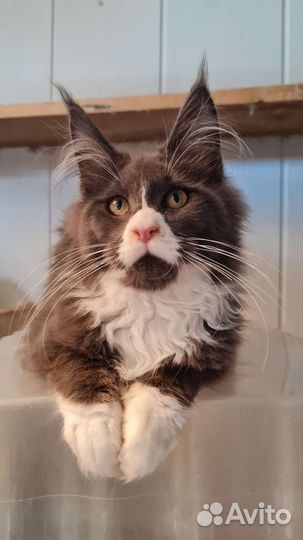 Мейн-кун мальчик