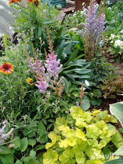 Хризантемы астильбы каменная роза молодило