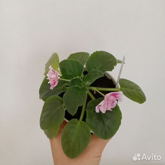 Фиалки сортовые детки, стартеры
