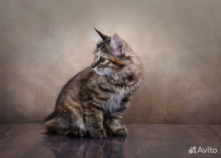 Шикарные курилы