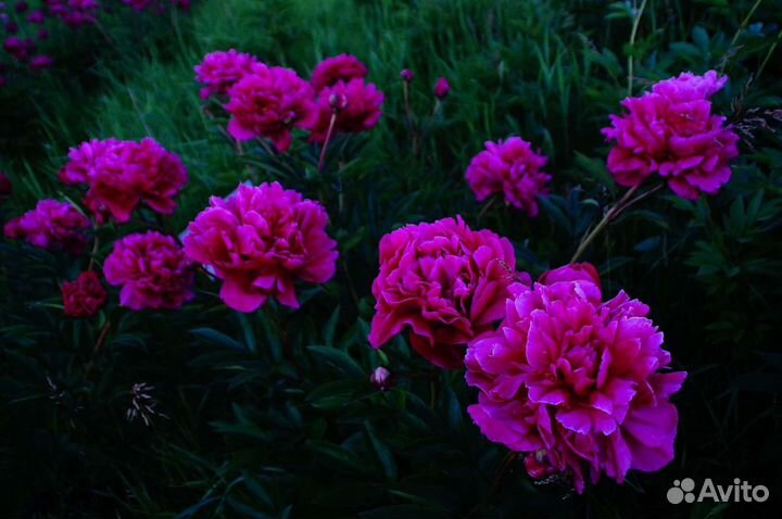 Пионы разные кусты большие