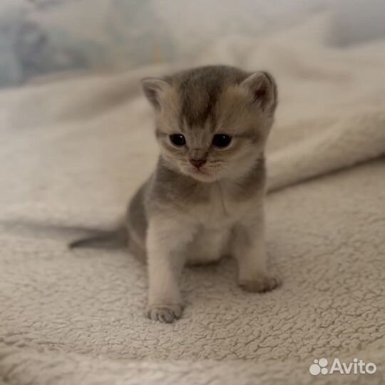 Шотландские котята