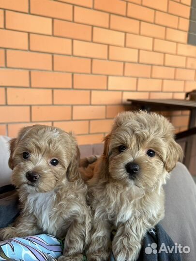 Мальтипу f1 стандарт