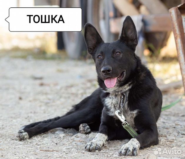 Найдена собака