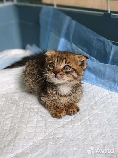 Симба ищет дом