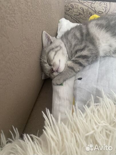 Котенок
