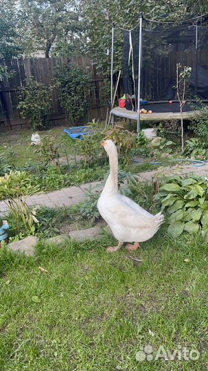 Гусь Мартин