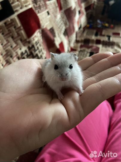 Джунгарский хомяк девочка