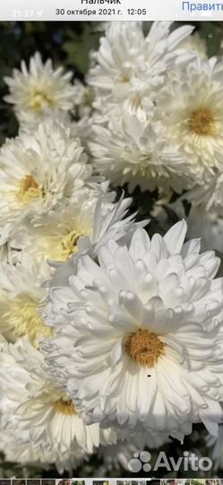 Садовые цветы