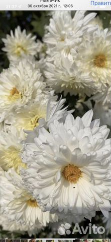 Садовые цветы