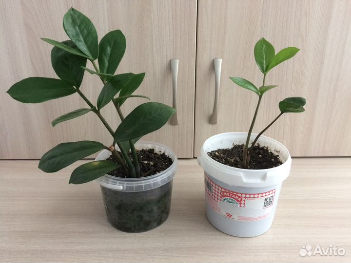 Комнатные цветы