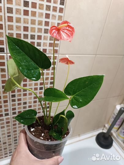 Антуриум Ливиум Оранж