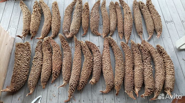 Саговая пальма Цикаса