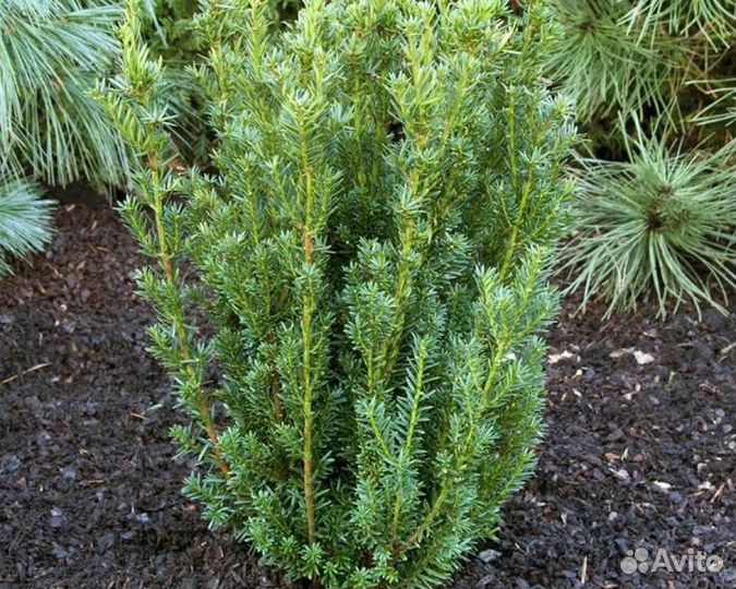 Тис средний Хилли (Hillii) колоновидный