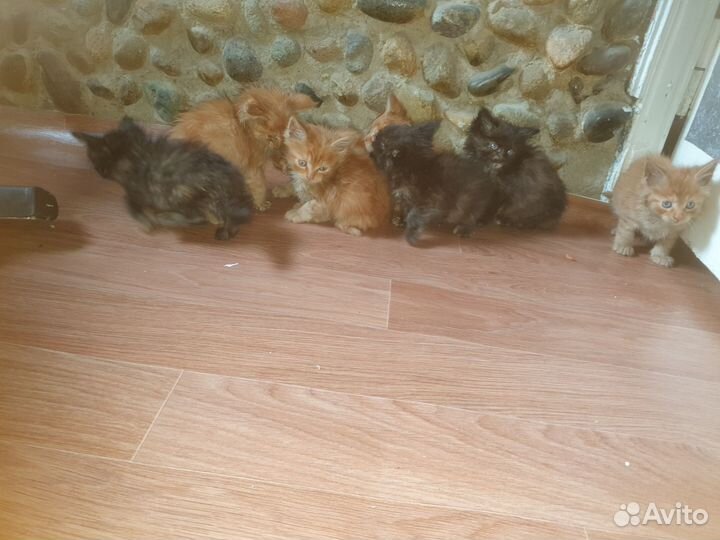 Котята мейн-кун
