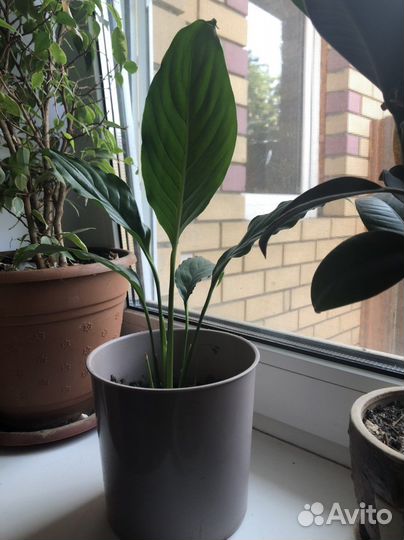 Спатифиллум