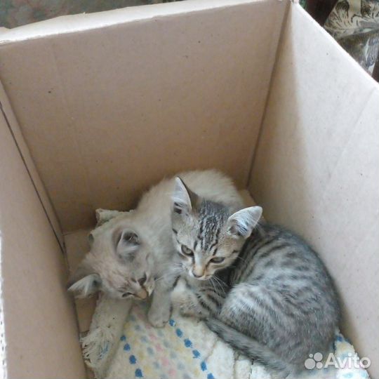 Котята в добрые руки