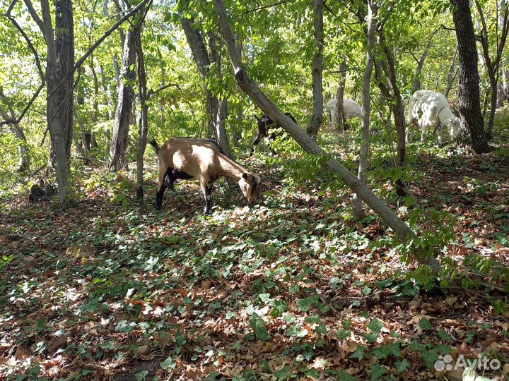 Натуральное козье молоко и сыр
