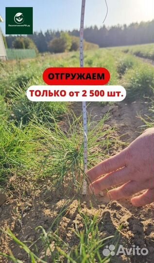 Саженцы ели европейской окс