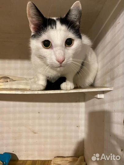 Черно белый кот из приюта в добрые руки