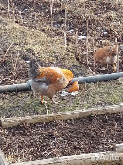 Петухи домашние на мясо