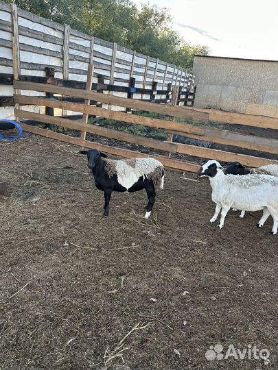 3х месячные ярки дорпер